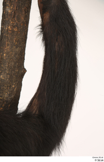 Chimpanzee Bonobo arm 0011.jpg